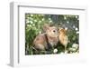 Best Friends Bunny Rabbit and Chick are Kissing-UroshPetrovic-Framed Photographic Print