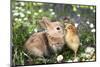 Best Friends Bunny Rabbit and Chick are Kissing-UroshPetrovic-Mounted Photographic Print