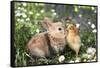 Best Friends Bunny Rabbit and Chick are Kissing-UroshPetrovic-Framed Stretched Canvas