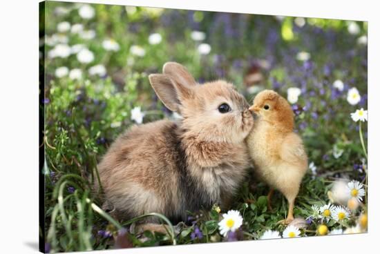 Best Friends Bunny Rabbit and Chick are Kissing-UroshPetrovic-Stretched Canvas