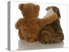 Best Friends - English Bulldog Puppy Sitting Beside Bear-Willee Cole-Stretched Canvas