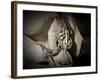 Best Friends-Dan Ballard-Framed Photographic Print