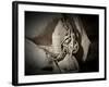 Best Friends-Dan Ballard-Framed Photographic Print