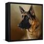 Best in Show-Jai Johnson-Framed Stretched Canvas
