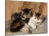 Best of Friends-Henriette Ronner-Knip-Stretched Canvas