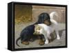 Best of Friends-Heinrich Sperling-Framed Stretched Canvas