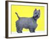 Bestie Westie-Anne Storno-Framed Giclee Print