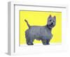 Bestie Westie-Anne Storno-Framed Giclee Print