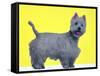 Bestie Westie-Anne Storno-Framed Stretched Canvas