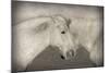 Besties-Valda Bailey-Mounted Photographic Print