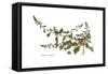 Beta maritima, Flora Graeca-Ferdinand Bauer-Framed Stretched Canvas