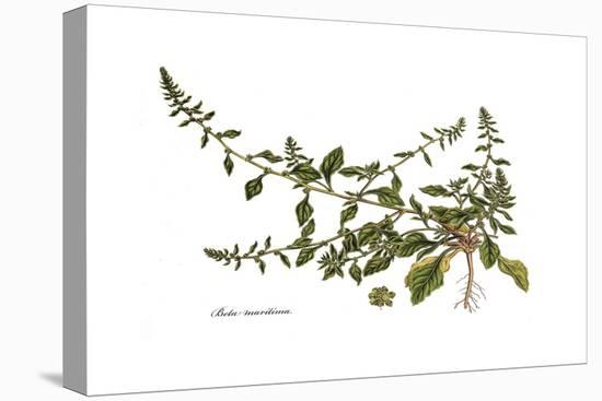 Beta maritima, Flora Graeca-Ferdinand Bauer-Stretched Canvas