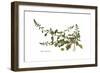 Beta maritima, Flora Graeca-Ferdinand Bauer-Framed Giclee Print