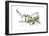 Beta maritima, Flora Graeca-Ferdinand Bauer-Framed Giclee Print