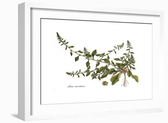 Beta maritima, Flora Graeca-Ferdinand Bauer-Framed Giclee Print