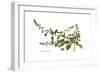 Beta maritima, Flora Graeca-Ferdinand Bauer-Framed Giclee Print