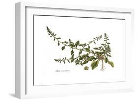 Beta maritima, Flora Graeca-Ferdinand Bauer-Framed Giclee Print