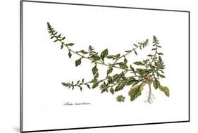 Beta maritima, Flora Graeca-Ferdinand Bauer-Mounted Giclee Print