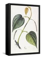 Betel, Botanical Plate, circa 1810-Pierre Jean Francois Turpin-Framed Stretched Canvas