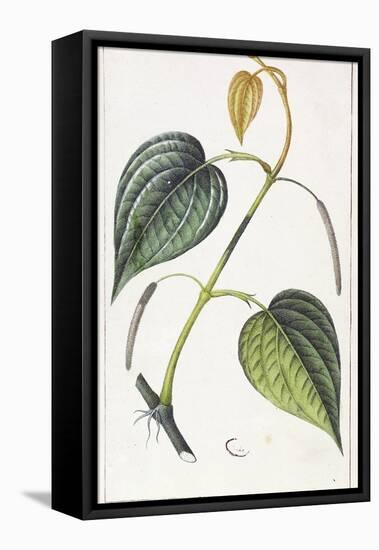 Betel, Botanical Plate, circa 1810-Pierre Jean Francois Turpin-Framed Stretched Canvas