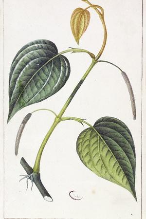 https://imgc.allpostersimages.com/img/posters/betel-botanical-plate-circa-1810_u-L-Q1HE4WF0.jpg?artPerspective=n