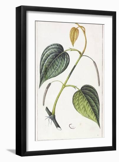 Betel, Botanical Plate, circa 1810-Pierre Jean Francois Turpin-Framed Giclee Print