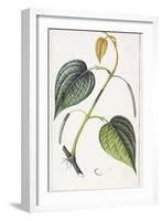 Betel, Botanical Plate, circa 1810-Pierre Jean Francois Turpin-Framed Giclee Print