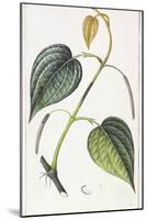 Betel, Botanical Plate, circa 1810-Pierre Jean Francois Turpin-Mounted Giclee Print
