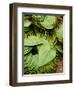 Betel Leaves (Piper Betle) Used to Make Quids for Sale at Market, Myanmar-Jay Sturdevant-Framed Photographic Print