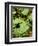 Betel Leaves (Piper Betle) Used to Make Quids for Sale at Market, Myanmar-Jay Sturdevant-Framed Photographic Print