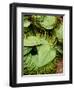 Betel Leaves (Piper Betle) Used to Make Quids for Sale at Market, Myanmar-Jay Sturdevant-Framed Photographic Print