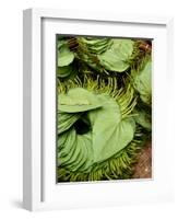 Betel Leaves (Piper Betle) Used to Make Quids for Sale at Market, Myanmar-Jay Sturdevant-Framed Photographic Print