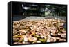 Betel Nuts Being Sold in Pulua Weh, Sumatra, Indonesia, Southeast Asia-John Alexander-Framed Stretched Canvas