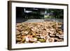 Betel Nuts Being Sold in Pulua Weh, Sumatra, Indonesia, Southeast Asia-John Alexander-Framed Photographic Print