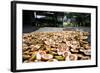 Betel Nuts Being Sold in Pulua Weh, Sumatra, Indonesia, Southeast Asia-John Alexander-Framed Photographic Print