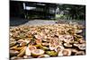 Betel Nuts Being Sold in Pulua Weh, Sumatra, Indonesia, Southeast Asia-John Alexander-Mounted Photographic Print