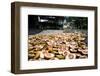 Betel Nuts Being Sold in Pulua Weh, Sumatra, Indonesia, Southeast Asia-John Alexander-Framed Photographic Print