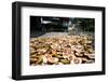 Betel Nuts Being Sold in Pulua Weh, Sumatra, Indonesia, Southeast Asia-John Alexander-Framed Photographic Print