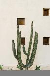 Palm Springs Saguaro-Bethany Young-Photographic Print