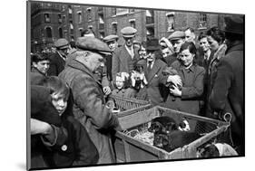 Bethnal Green Wast London Street Pet Market 1946-George Greenwell-Mounted Photographic Print