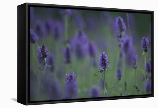 Betony (Stachys Sp) Flowers, Central Moldova, July 2009-Geslin-Framed Stretched Canvas