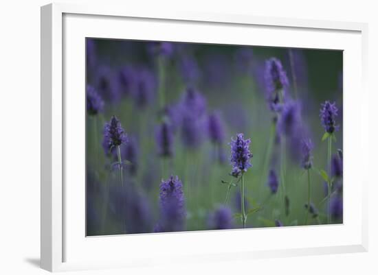 Betony (Stachys Sp) Flowers, Central Moldova, July 2009-Geslin-Framed Photographic Print