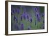 Betony (Stachys Sp) Flowers, Central Moldova, July 2009-Geslin-Framed Photographic Print