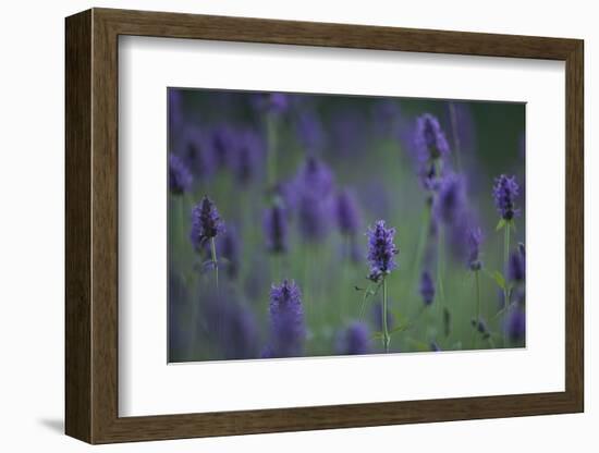 Betony (Stachys Sp) Flowers, Central Moldova, July 2009-Geslin-Framed Photographic Print