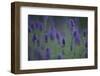 Betony (Stachys Sp) Flowers, Central Moldova, July 2009-Geslin-Framed Photographic Print