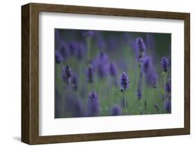 Betony (Stachys Sp) Flowers, Central Moldova, July 2009-Geslin-Framed Photographic Print