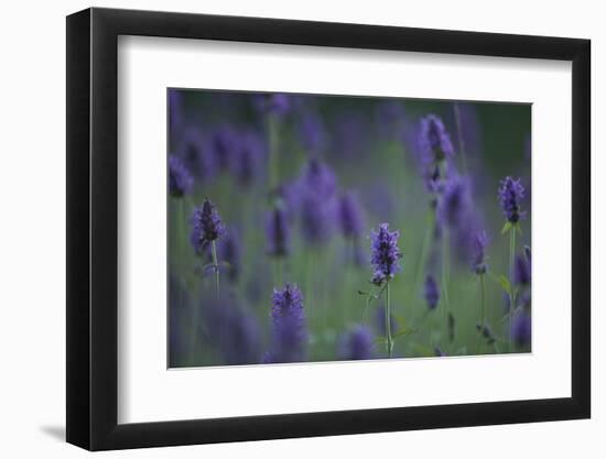 Betony (Stachys Sp) Flowers, Central Moldova, July 2009-Geslin-Framed Photographic Print