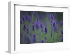 Betony (Stachys Sp) Flowers, Central Moldova, July 2009-Geslin-Framed Photographic Print