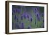 Betony (Stachys Sp) Flowers, Central Moldova, July 2009-Geslin-Framed Photographic Print