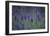 Betony (Stachys Sp) Flowers, Central Moldova, July 2009-Geslin-Framed Photographic Print